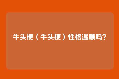 牛头梗(牛头梗)性格温顺吗?