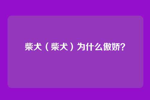 柴犬（柴犬）为什么傲娇？
