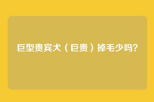 巨型贵宾犬(巨贵)掉毛少吗?