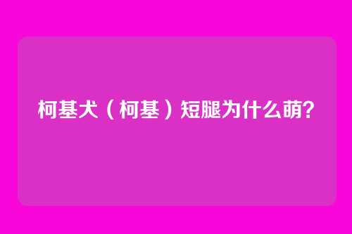 柯基犬(柯基)短腿为什么萌?