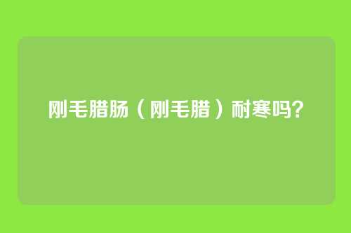 刚毛腊肠（刚毛腊）耐寒吗？