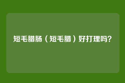 短毛腊肠（短毛腊）好打理吗？