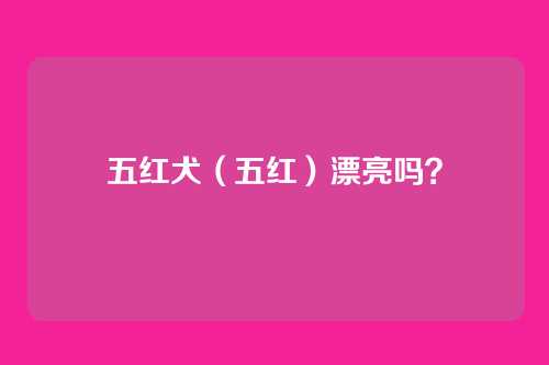 五红犬(五红)漂亮吗?