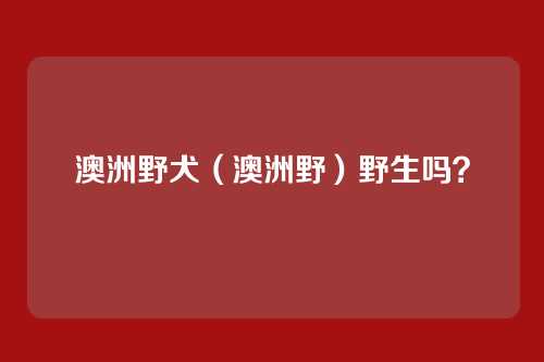 澳洲野犬（澳洲野）野生吗？