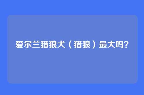 爱尔兰猎狼犬(猎狼)最大吗?