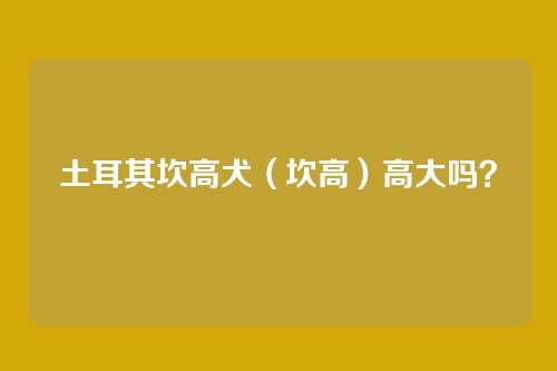 土耳其坎高犬(坎高)高大吗?