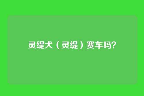灵缇犬（灵缇）赛车吗？
