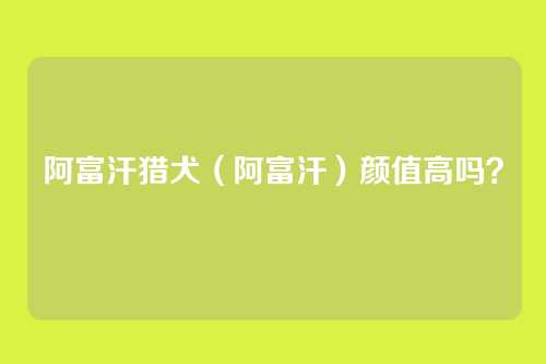 阿富汗猎犬(阿富汗)颜值高吗?