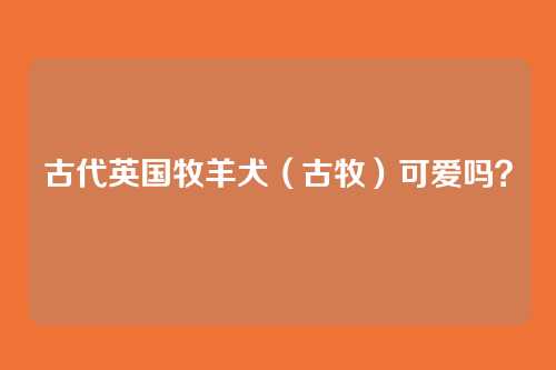 古代英国牧羊犬(古牧)可爱吗?