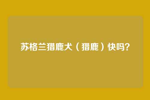 苏格兰猎鹿犬(猎鹿)快吗?