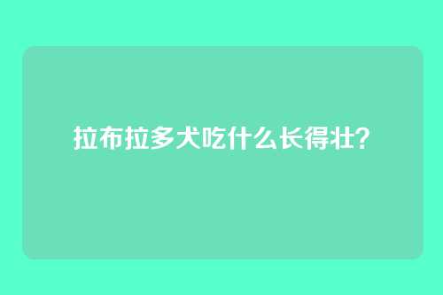 拉布拉多犬吃什么长得壮?