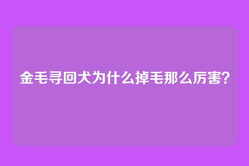 金毛寻回犬为什么掉毛那么厉害?