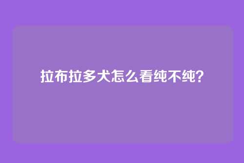拉布拉多犬怎么看纯不纯?