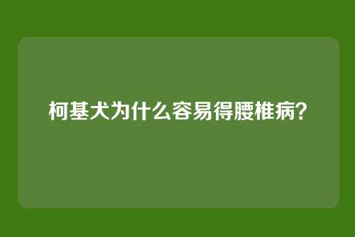 柯基犬为什么容易得腰椎病?
