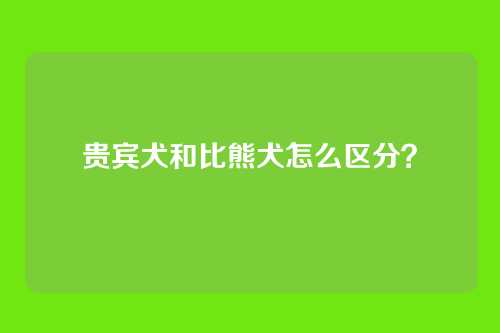 贵宾犬和比熊犬怎么区分?