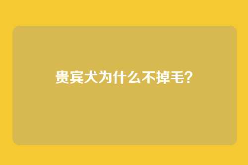 贵宾犬为什么不掉毛?