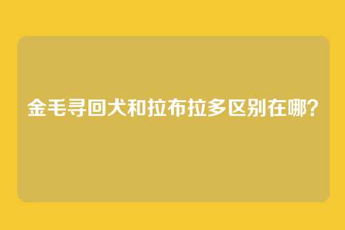 金毛寻回犬和拉布拉多区别在哪?