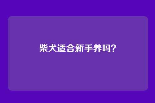 柴犬适合新手养吗？