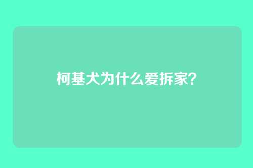 柯基犬为什么爱拆家?