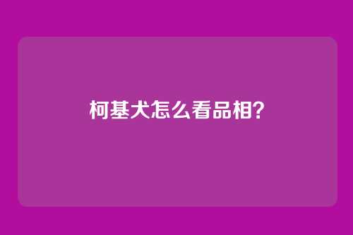 柯基犬怎么看品相?