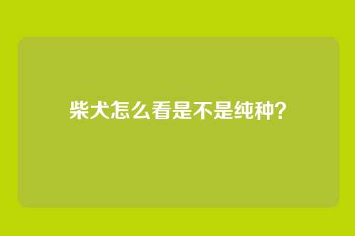 柴犬怎么看是不是纯种？