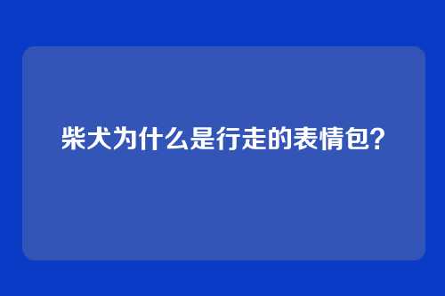 柴犬为什么是行走的表情包?