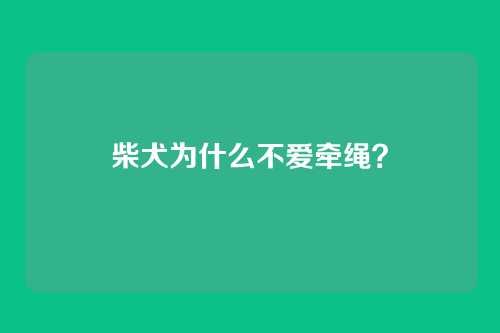 柴犬为什么不爱牵绳?