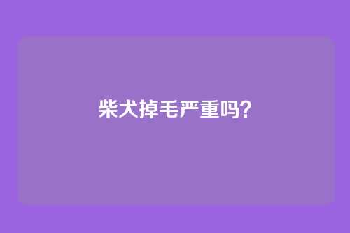 柴犬掉毛严重吗？