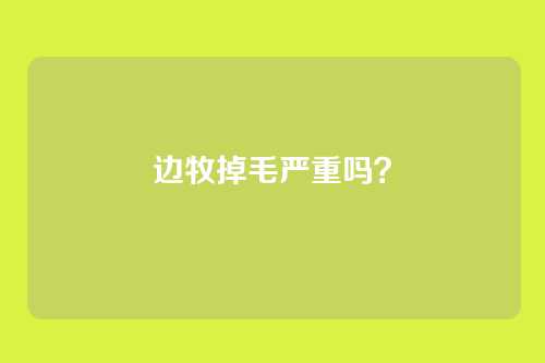 边牧掉毛严重吗?