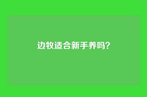 边牧适合新手养吗？