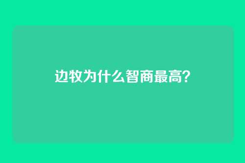 边牧为什么智商最高？