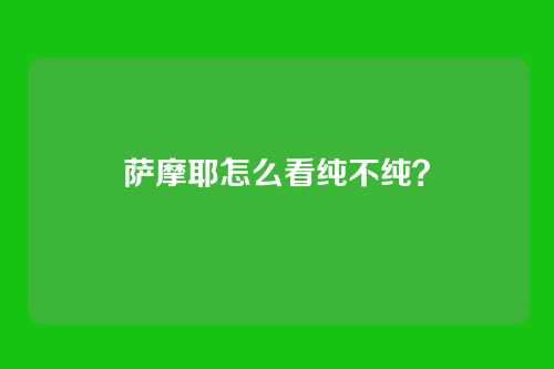 萨摩耶怎么看纯不纯?