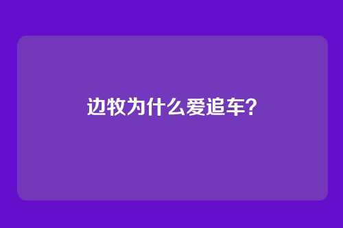 边牧为什么爱追车？