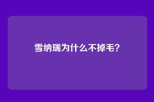 雪纳瑞为什么不掉毛？
