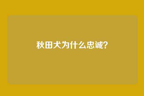 秋田犬为什么忠诚?