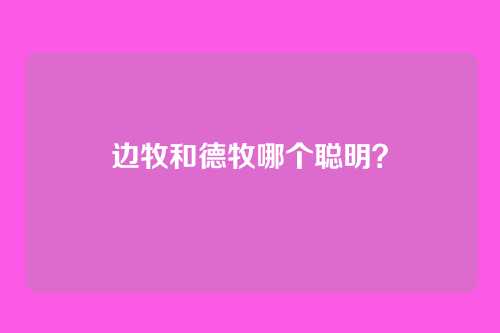 边牧和德牧哪个聪明?
