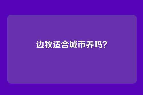 边牧适合城市养吗?