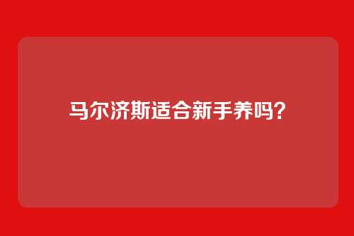 马尔济斯适合新手养吗?