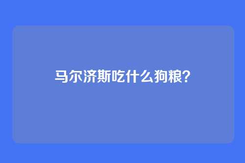 马尔济斯吃什么狗粮?