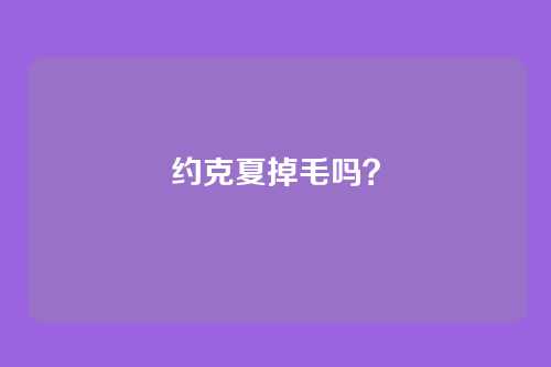 约克夏掉毛吗?