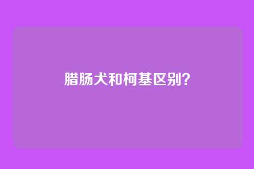腊肠犬和柯基区别？