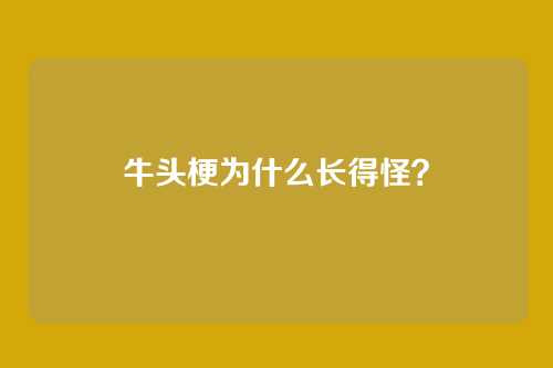 牛头梗为什么长得怪？