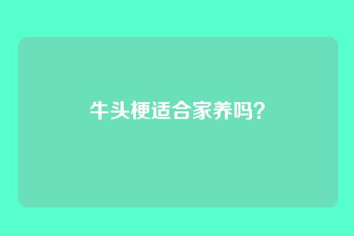 牛头梗适合家养吗？