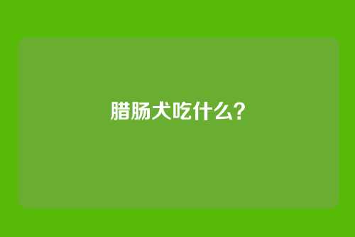 腊肠犬吃什么？