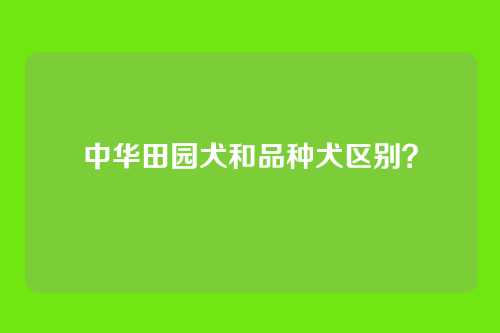 中华田园犬和品种犬区别？