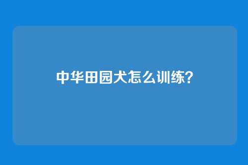 中华田园犬怎么训练？
