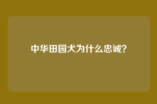 中华田园犬为什么忠诚？