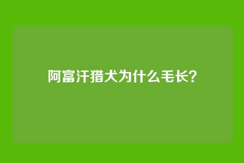 阿富汗猎犬为什么毛长?