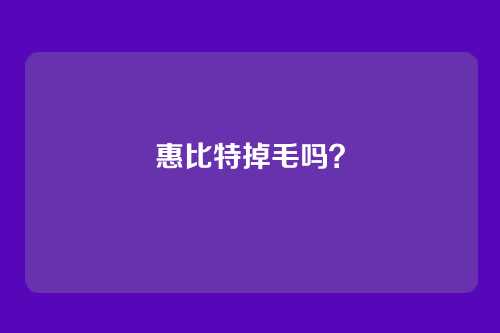 惠比特掉毛吗?