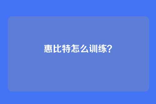 惠比特怎么训练?